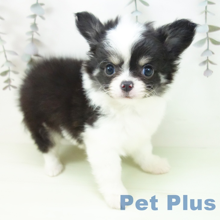 岐阜県のチワワ(ロング) (ペットプラス 各務原店/2026年2月27日生まれ/女の子/ブラッククリームホワイト)の子犬の2枚目の画像