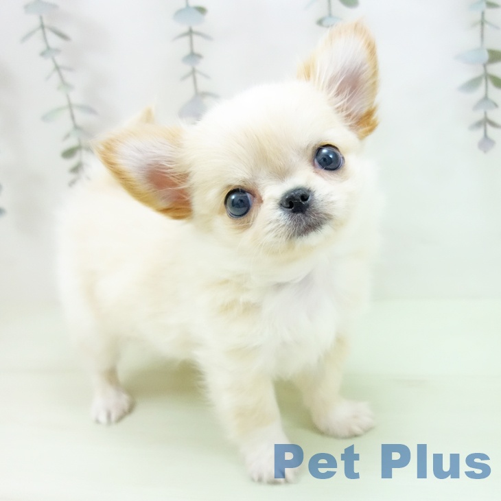 愛知県のチワワ(ロング) (ペットプラス ナゴヤドーム前店/2026年2月27日生まれ/男の子/クリームホワイト)の子犬