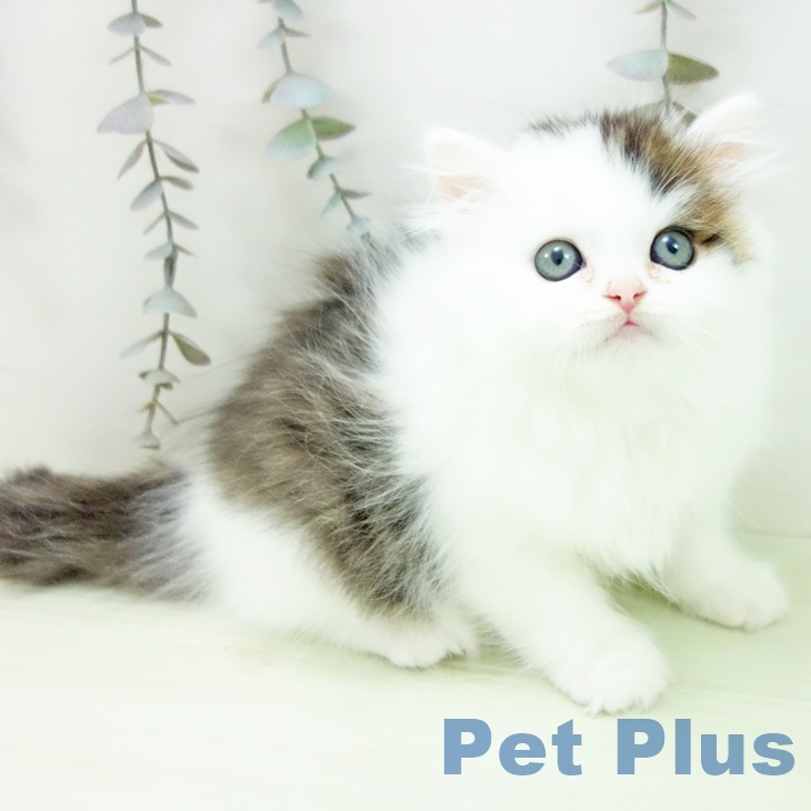 愛知県のスコティッシュフォールド (ペットプラス 千音寺店/2026年2月21日生まれ/男の子/ブラウンタビーホワイト)の子猫の1枚目の画像