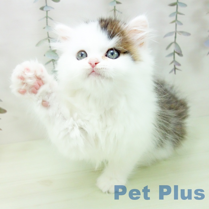 愛知県のスコティッシュフォールド (ペットプラス 千音寺店/2026年2月21日生まれ/男の子/ブラウンタビーホワイト)の子猫の2枚目の画像