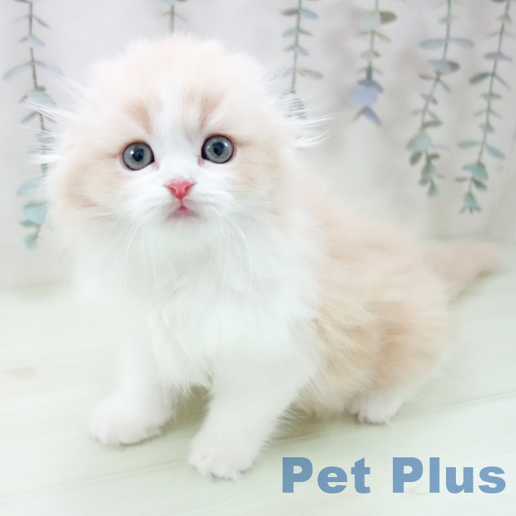 愛知県のスコティッシュフォールド (ペットプラス mozoワンダーシティ店/2026年2月21日生まれ/男の子/カメオタビーホワイト)の子猫の1枚目の画像