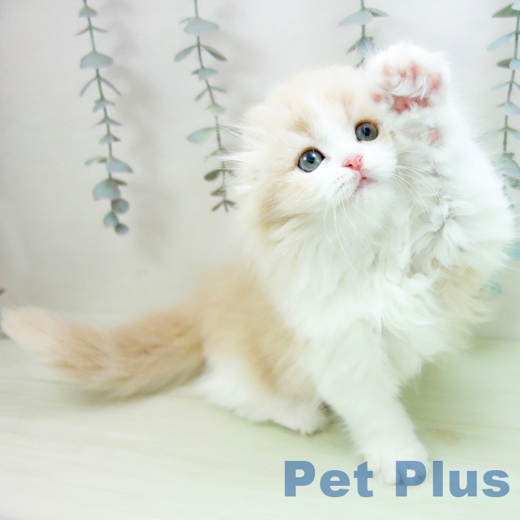 愛知県のスコティッシュフォールド (ペットプラス mozoワンダーシティ店/2026年2月21日生まれ/男の子/カメオタビーホワイト)の子猫の2枚目の画像