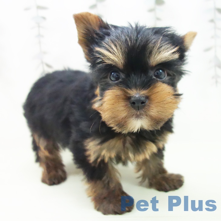 兵庫県のヨークシャーテリア (ペットプラス 明石店/2026年2月26日生まれ/男の子/スチールブルータン)の子犬
