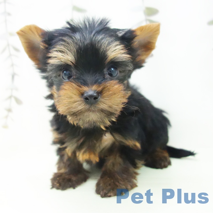 ヨークシャー・テリア