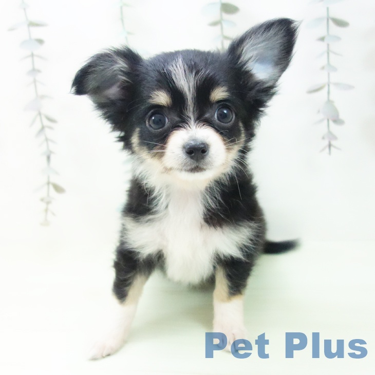 富山県のチワワ(ロング) (ペットプラス 高岡店/2026年2月27日生まれ/男の子/ブラッククリームホワイト)の子犬の1枚目の画像