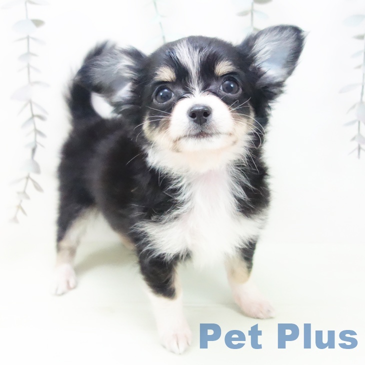 富山県のチワワ(ロング) (ペットプラス 高岡店/2026年2月27日生まれ/男の子/ブラッククリームホワイト)の子犬の2枚目の画像