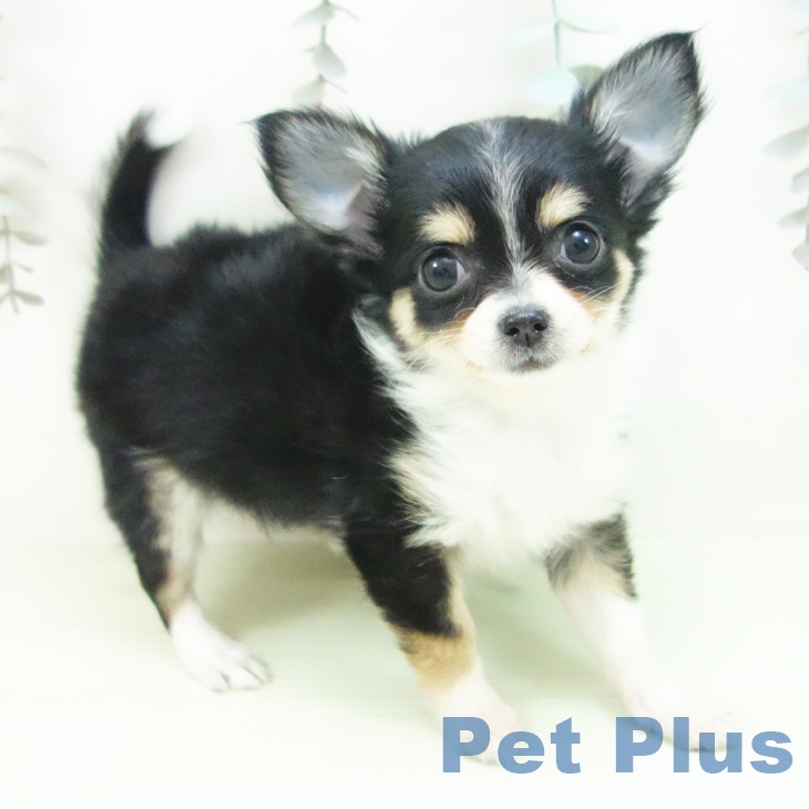 石川県のチワワ(ロング) (ペットプラス 白山店/2026年2月27日生まれ/女の子/ブラッククリームホワイト)の子犬の1枚目の画像