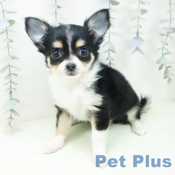 石川県のチワワ(ロング) (ペットプラス 白山店/2026年2月27日生まれ/女の子/ブラッククリームホワイト)の子犬の2枚目の画像
