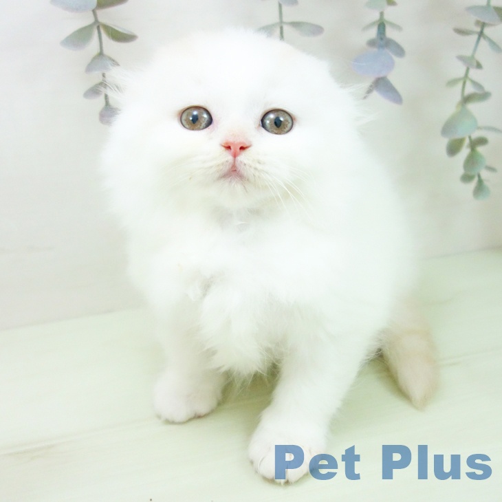 スコティッシュフォールド