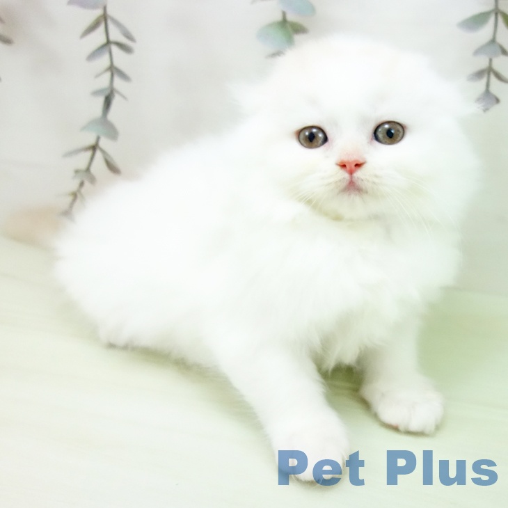 スコティッシュフォールドの写真2