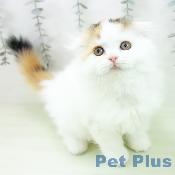 三重県のスコティッシュフォールド (ペットプラス 鈴鹿店/2026年2月27日生まれ/女の子/ブラウンパッチドタビーホワイト)の子猫