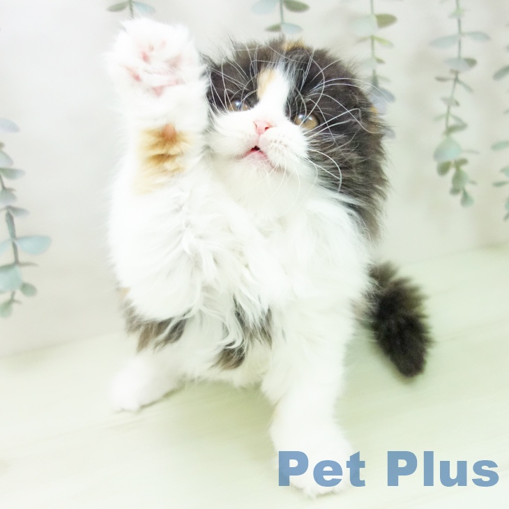 スコティッシュフォールドの写真2