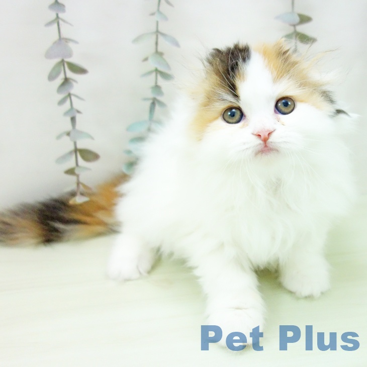 岐阜県のスコティッシュフォールド (ペットプラス 各務原店/2026年2月27日生まれ/女の子/ブラウンパッチドタビーホワイト)の子猫の1枚目の画像