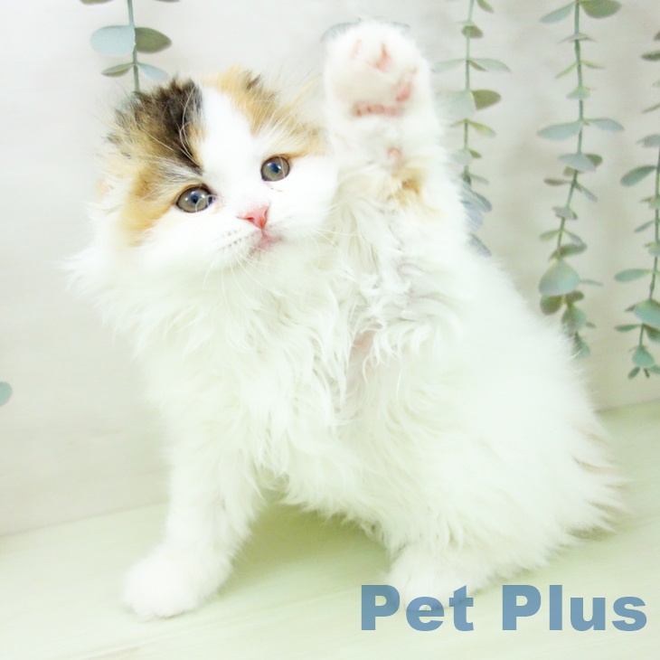 岐阜県のスコティッシュフォールド (ペットプラス 各務原店/2026年2月27日生まれ/女の子/ブラウンパッチドタビーホワイト)の子猫の2枚目の画像