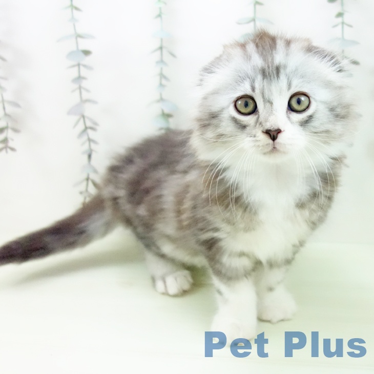 愛知県のスコティッシュフォールド (ペットプラス mozoワンダーシティ店/2026年2月18日生まれ/男の子/シルバータビーホワイト)の子猫の1枚目の画像