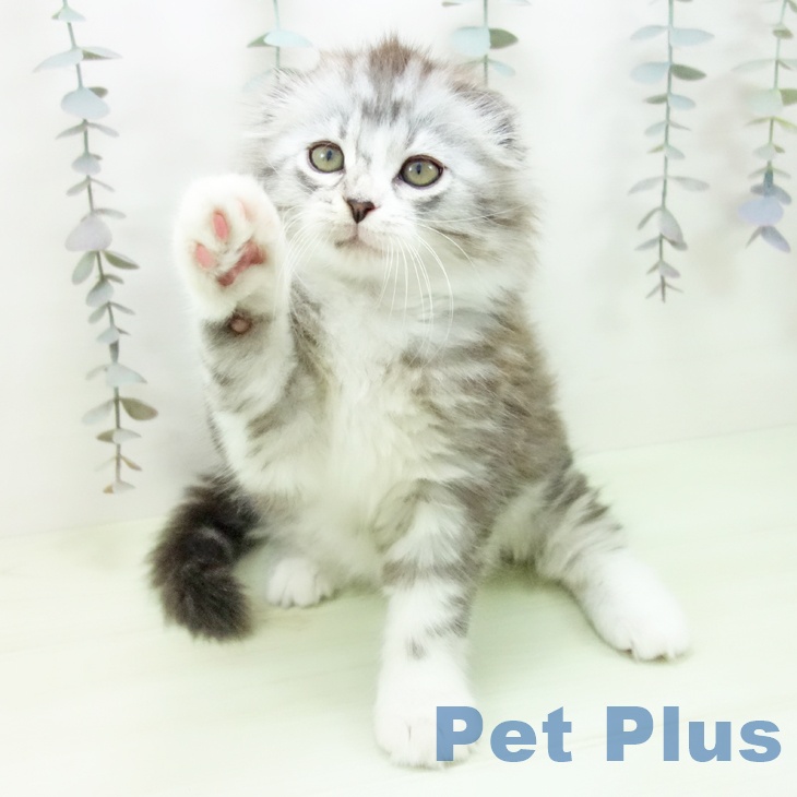 愛知県のスコティッシュフォールド (ペットプラス mozoワンダーシティ店/2026年2月18日生まれ/男の子/シルバータビーホワイト)の子猫の2枚目の画像