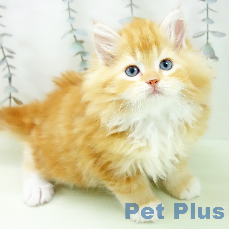 愛知県のサイベリアン (ペットプラス ナゴヤドーム前店/2026年2月25日生まれ/男の子/レッドタビー)の子猫