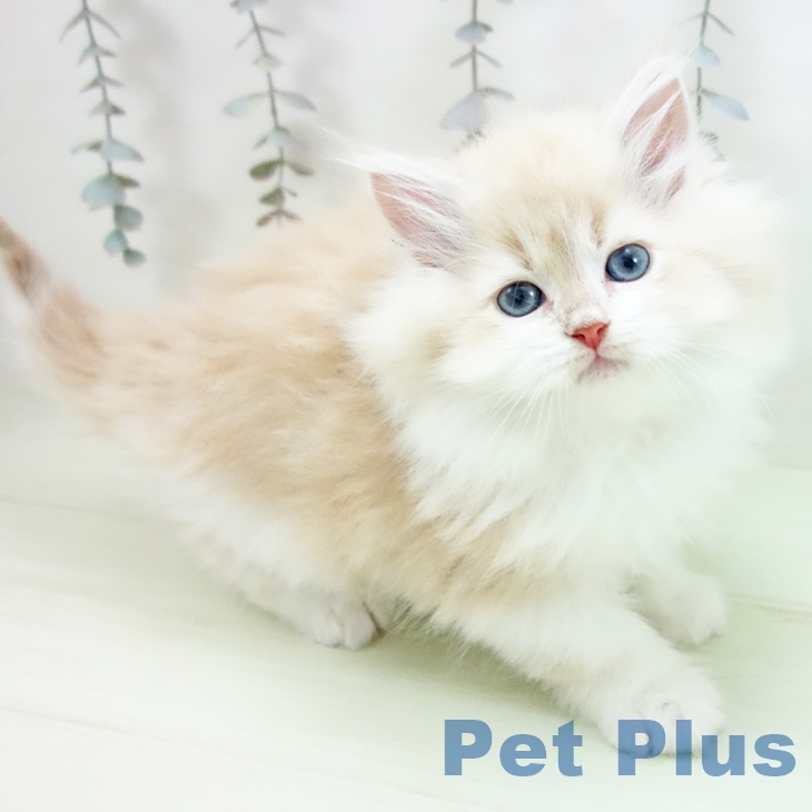 愛知県のサイベリアン (ペットプラス 熱田店/2026年2月25日生まれ/男の子/クリームタビー)の子猫