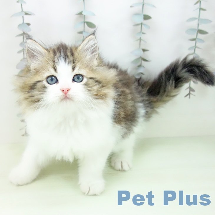 岐阜県のサイベリアン (ペットプラス 各務原店/2026年2月25日生まれ/男の子/ブラウンタビーホワイト)の子猫の1枚目の画像
