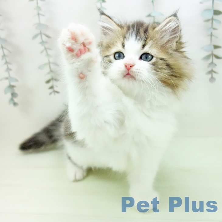 岐阜県のサイベリアン (ペットプラス 各務原店/2026年2月25日生まれ/男の子/ブラウンタビーホワイト)の子猫の2枚目の画像