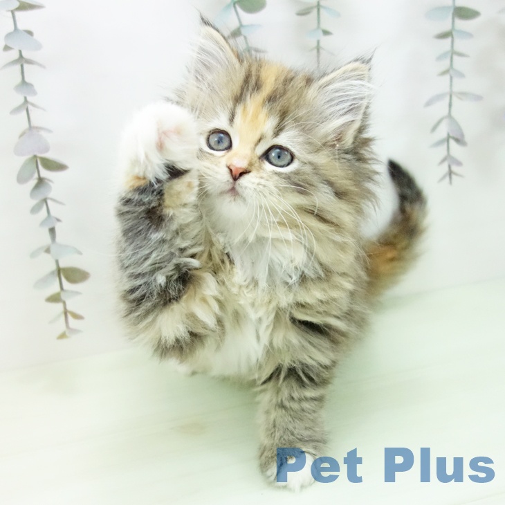 サイベリアンの写真2