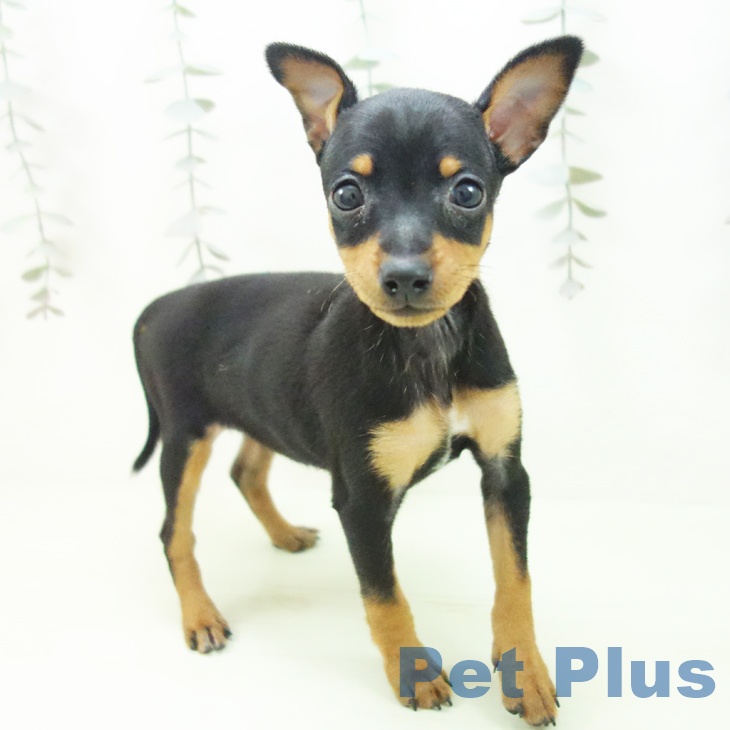 兵庫県のミニチュアピンシャー (ペットプラス 神戸三宮店/2026年2月19日生まれ/女の子/ブラックタン)の子犬の1枚目の画像