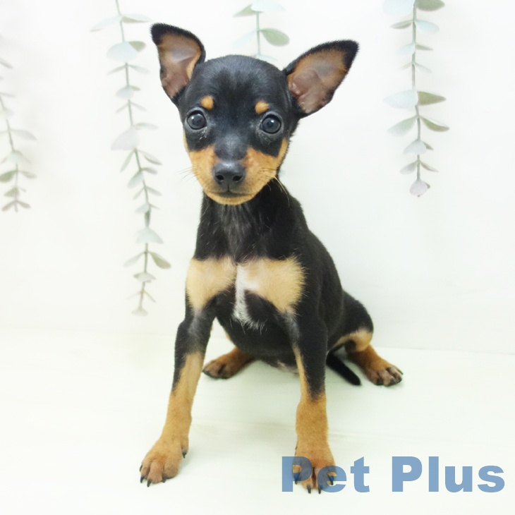 兵庫県のミニチュアピンシャー (ペットプラス 神戸三宮店/2026年2月19日生まれ/女の子/ブラックタン)の子犬の2枚目の画像