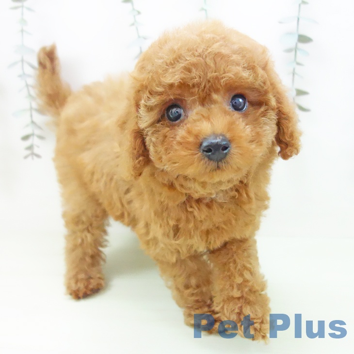 トイ・プードル