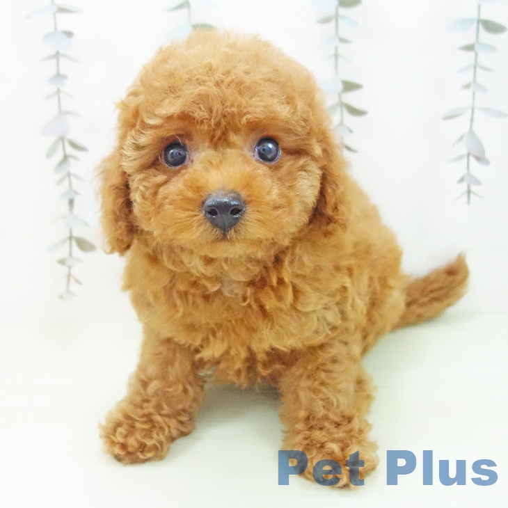 トイ・プードルの写真2