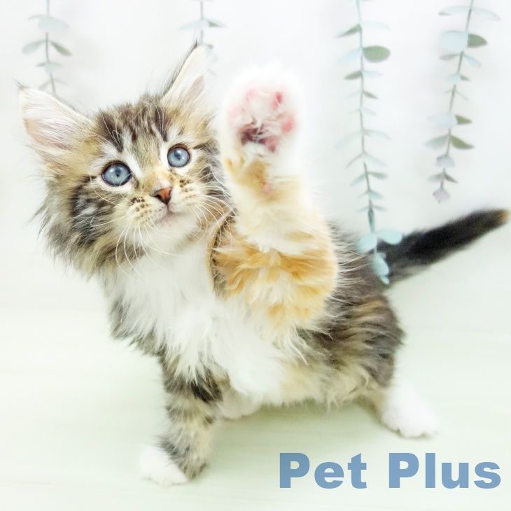 メインクーンの写真2