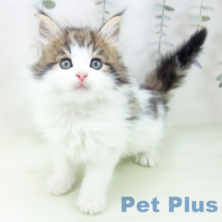 ノルウェージャンフォレストキャット