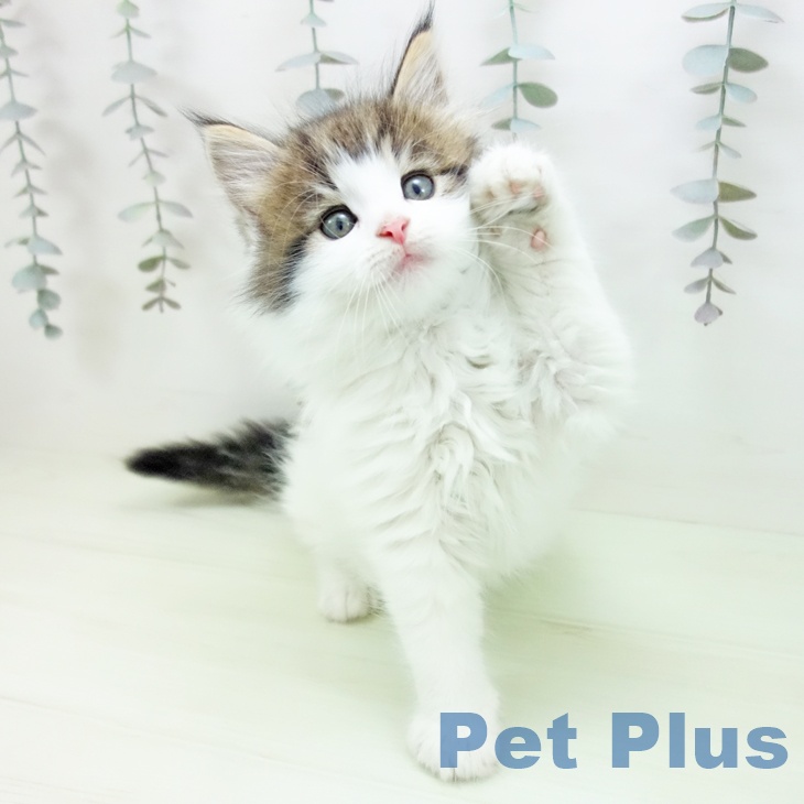ノルウェージャンフォレストキャットの写真2