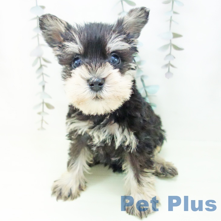 ミニチュア・シュナウザー