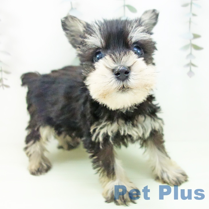 ミニチュア・シュナウザーの写真2