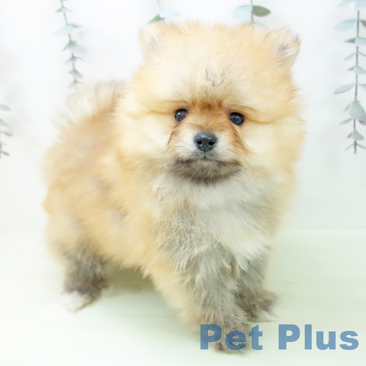 岐阜県のポメラニアン (ペットプラス 各務原店/2026年3月1日生まれ/男の子/オレンジ)の子犬