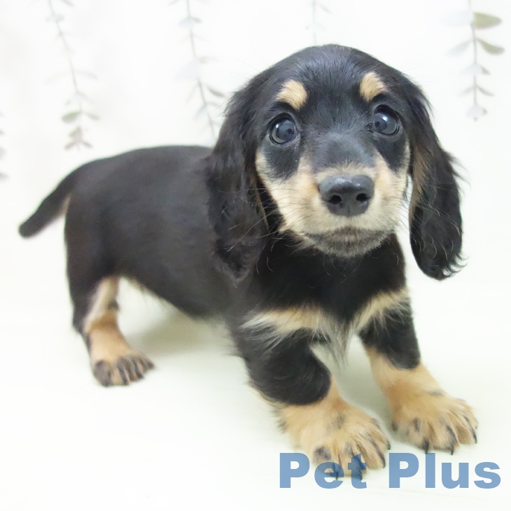 カニーンヘン・ダックスフンド