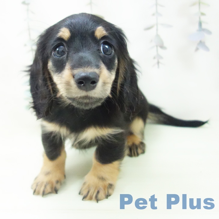 カニーンヘン・ダックスフンドの写真2