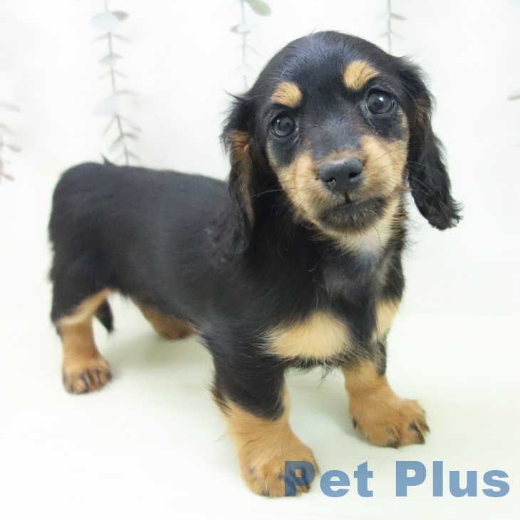 ミニチュア・ダックスフンドの写真1