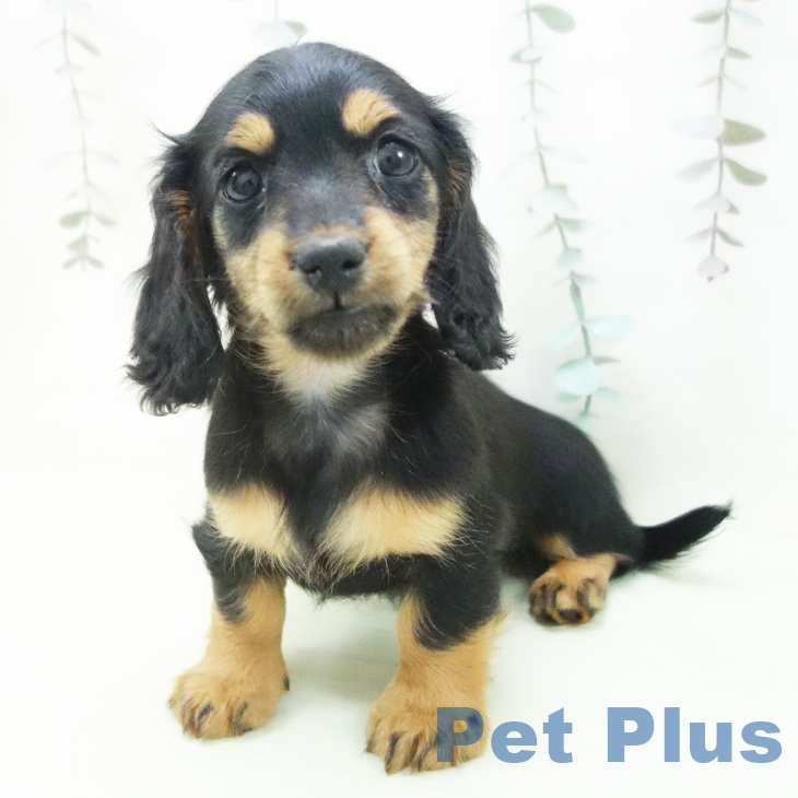 ミニチュア・ダックスフンドの写真2