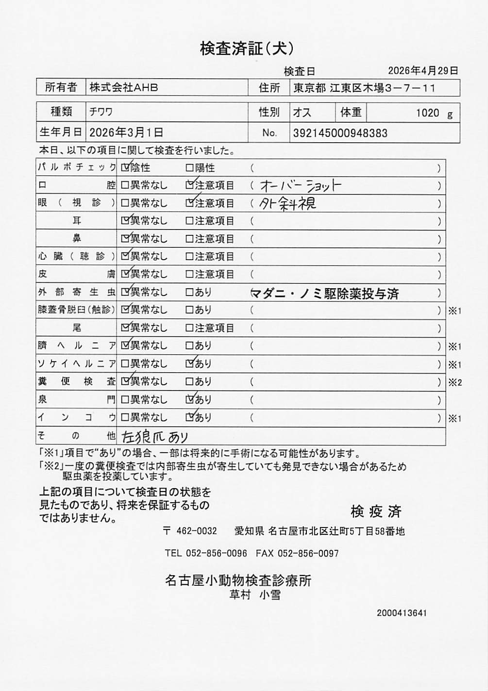 チワワ