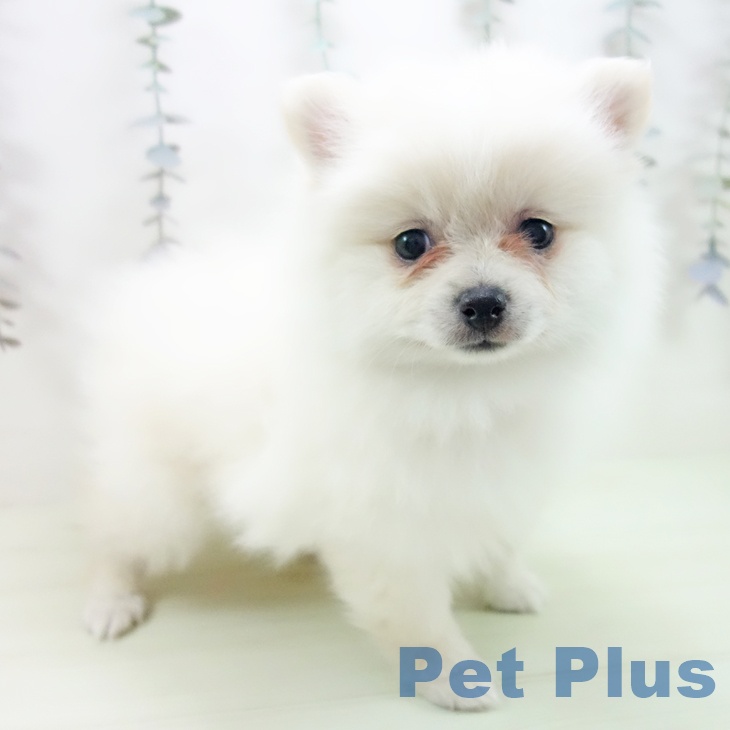 富山県のポメラニアン (ペットプラス 高岡店/2026年3月1日生まれ/女の子/クリーム)の子犬