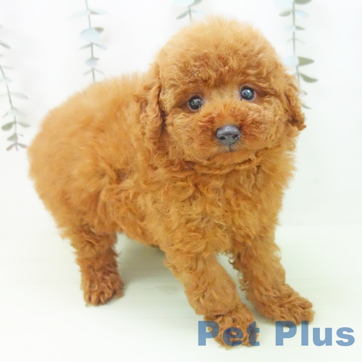 岐阜県のトイプードル(トイ) (ペットプラス 光ケ丘店/2026年3月4日生まれ/女の子/レッド)の子犬