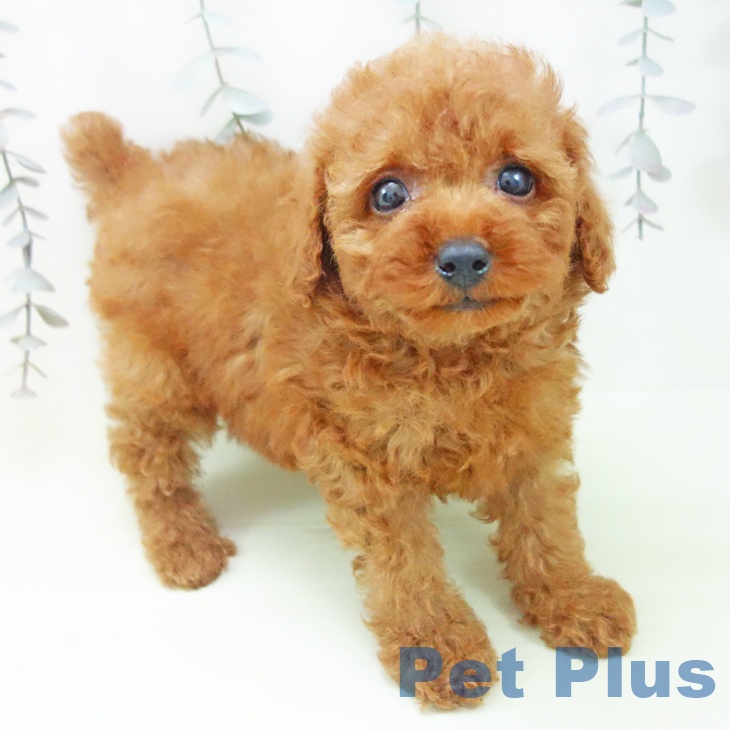 トイ・プードル