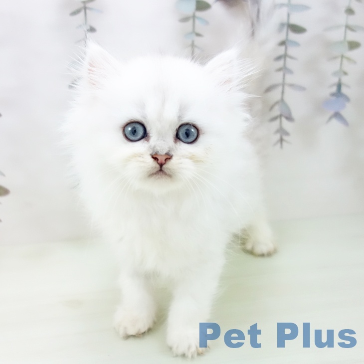 岐阜県のペルシャ (ペットプラス 各務原店/2026年2月28日生まれ/男の子/チンチラシルバー)の子猫