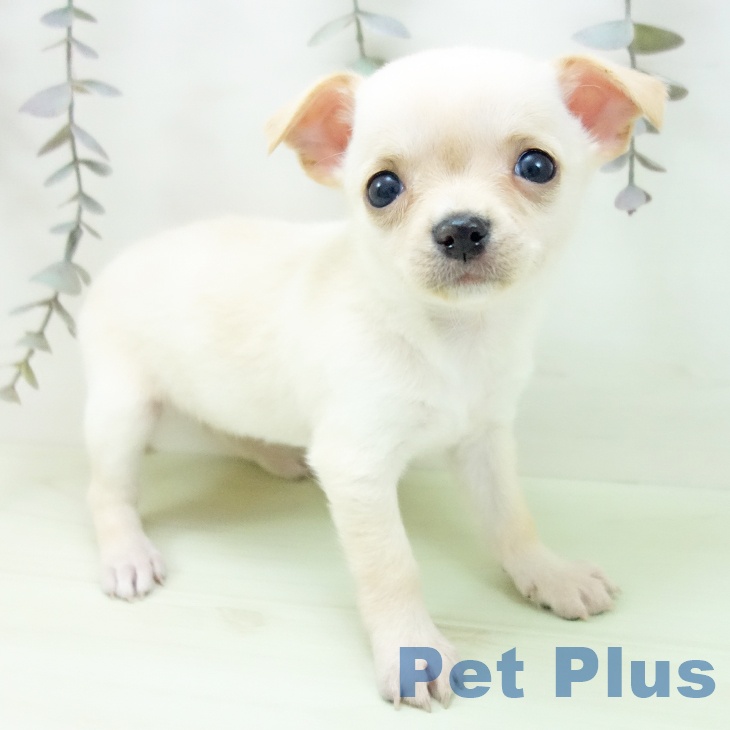 富山県のチワワ(ロング) (ペットプラス 高岡店/2026年3月5日生まれ/女の子/クリーム)の子犬