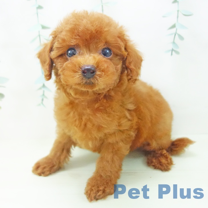 愛知県のトイプードル(トイ) (ペッツワン 東海店/2026年3月11日生まれ/男の子/レッド)の子犬