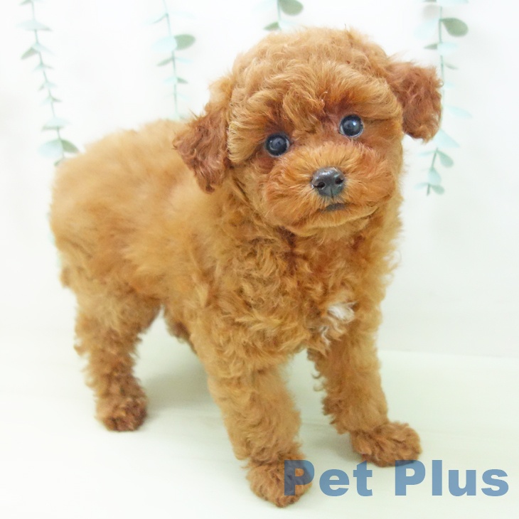 岐阜県のトイプードル(トイ) (ペットプラス 各務原店/2026年3月8日生まれ/女の子/レッド)の子犬