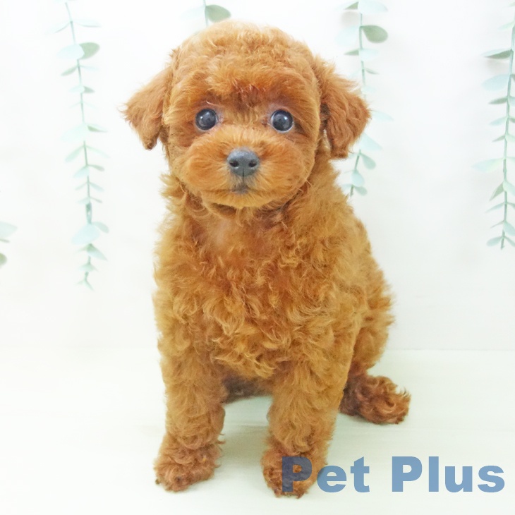 三重県のトイプードル(トイ) (ペットプラス 鈴鹿店/2026年3月8日生まれ/女の子/レッド)の子犬