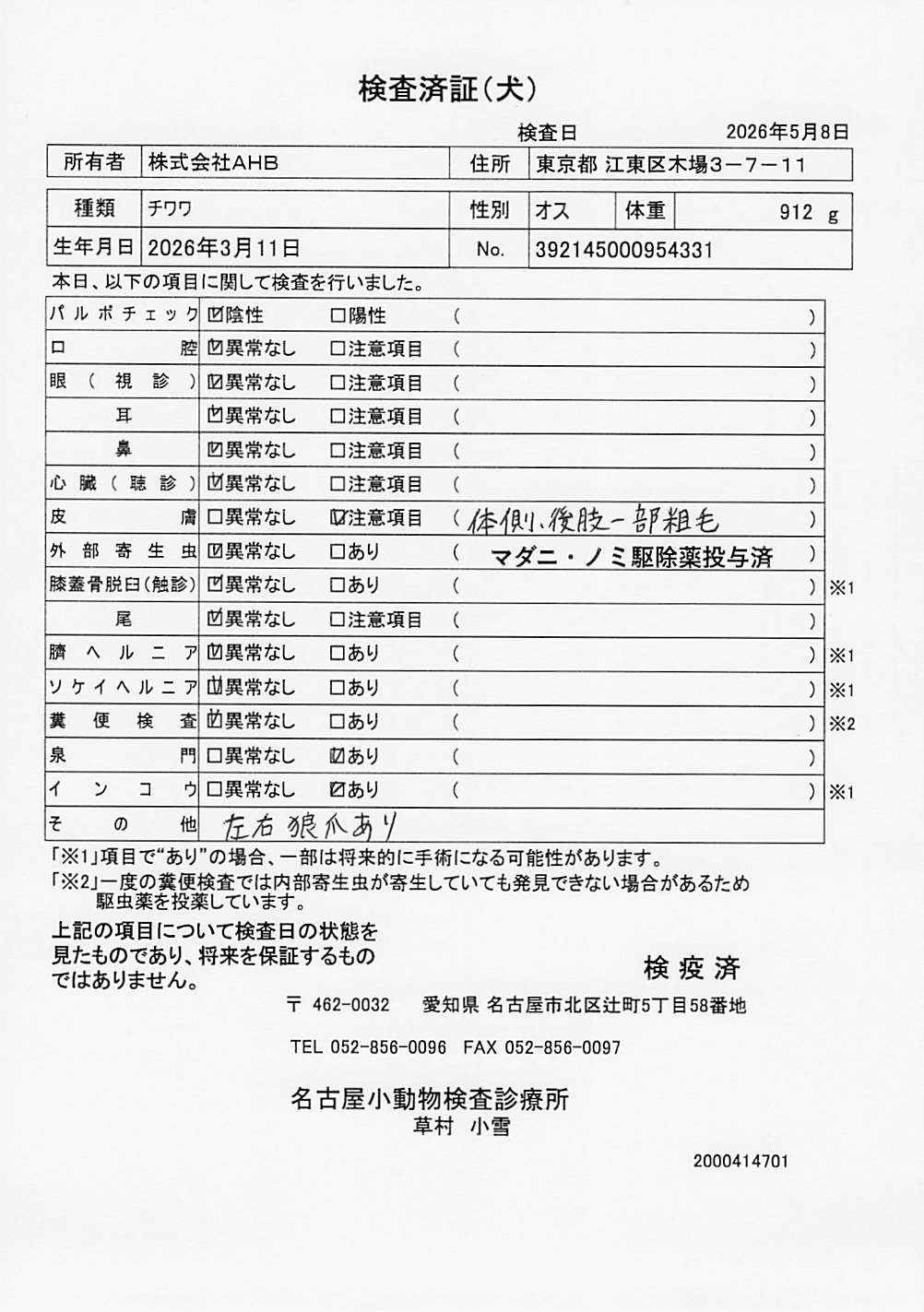 チワワ