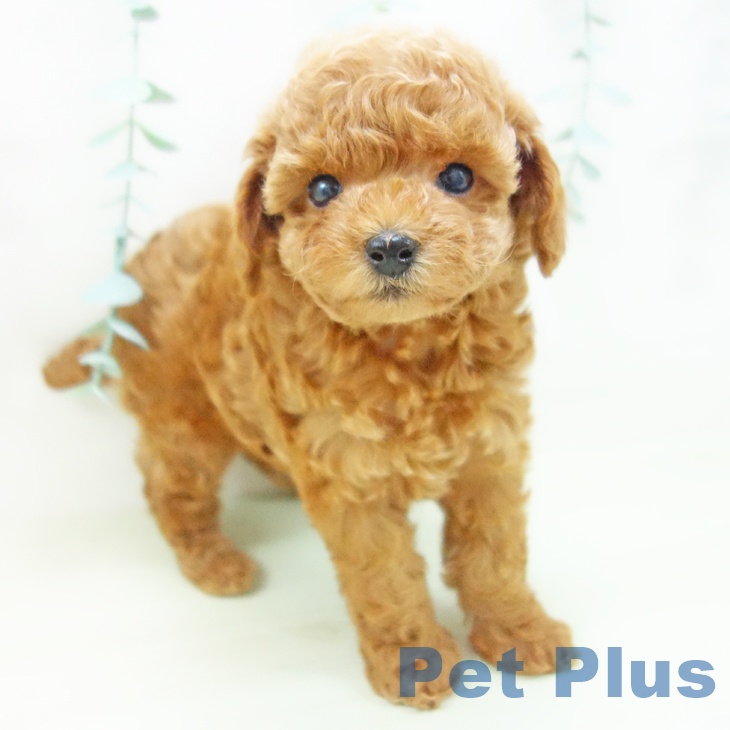 愛知県のトイプードル(トイ) (ペットプラス 岡崎店/2026年3月10日生まれ/女の子/レッド)の子犬の1枚目の画像